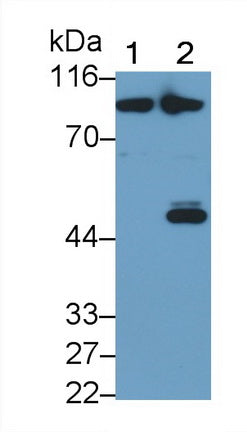 Polyclonal Antibody to Taurine Transporter (TAUT)