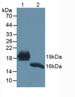 Polyclonal Antibody to Regenerating Islet Derived Protein 1 Beta (REG1b)