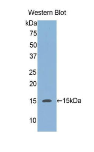 Polyclonal Antibody to Regenerating Islet Derived Protein 3 Alpha (REG3a)