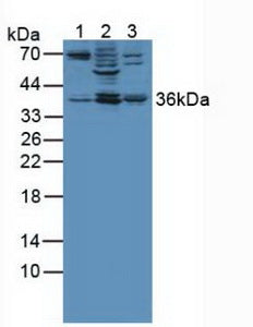 Polyclonal Antibody to Annexin A3 (ANXA3)