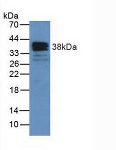 Polyclonal Antibody to Annexin A1 (ANXA1)