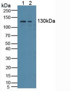Polyclonal Antibody to Nuclear Receptor Coactivator 3 (NCOA3)