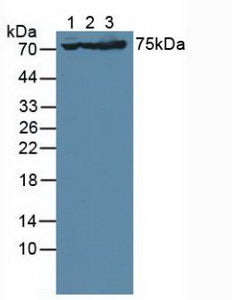 Polyclonal Antibody to Glutamate Receptor, Ionotropic, AMPA 3 (GRIA3)