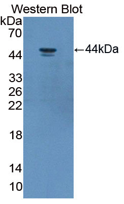 Polyclonal Antibody to Sirtuin 7 (SIRT7)