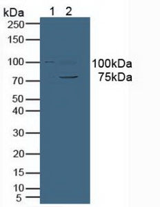 Polyclonal Antibody to Vav 3 Oncogene (VAV3)