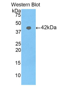 Polyclonal Antibody to Profilin 3 (PFN3)