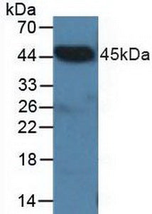 Polyclonal Antibody to C-Terminal Binding Protein 2 (CTBP2)