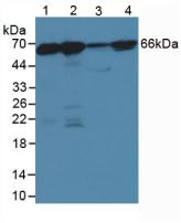 Polyclonal Antibody to Lamin B1 (LMNB1)