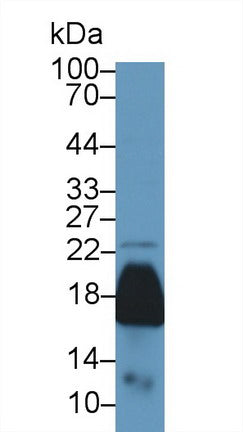 Polyclonal Antibody to Peroxiredoxin 5 (PRDX5)