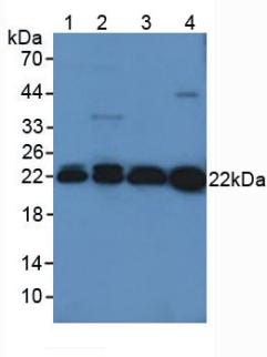 Polyclonal Antibody to Peroxiredoxin 2 (PRDX2)