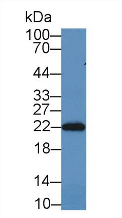 Polyclonal Antibody to Peroxiredoxin 2 (PRDX2)