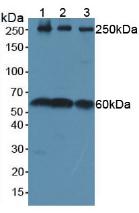 Polyclonal Antibody to Phosphatase And Tensin Homolog (PTEN)