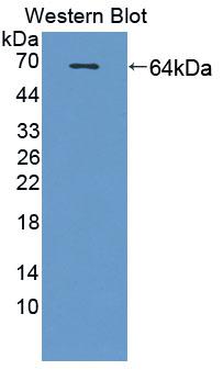 Polyclonal Antibody to Secretogranin III (SCG3)