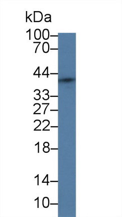 Polyclonal Antibody to Secreted Frizzled Related Protein 4 (SFRP4)
