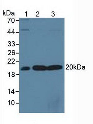 Polyclonal Antibody to S-Phase Kinase Associated Protein 1 (SKP1)