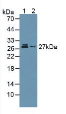 Polyclonal Antibody to Proteasome Subunit Alpha Type 5 (PSMa5)
