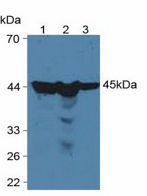 Polyclonal Antibody to Phosphoglycerate Kinase 1 (PGK1)