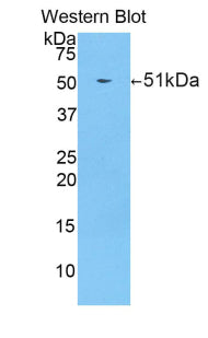 Polyclonal Antibody to Channel Activating Protease 1 (CAP1)