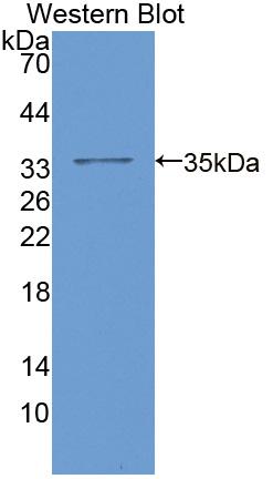 Polyclonal Antibody to Replication Initiator 1 (REPIN1)