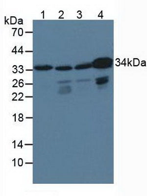 Polyclonal Antibody to Crk Like Protein (CRKL)