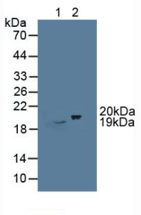 Polyclonal Antibody to Cold Inducible RNA Binding Protein (CIRBP)