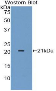 Polyclonal Antibody to Interferon Alpha 7 (IFNa7)