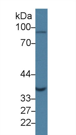Polyclonal Antibody to Glutaredoxin 3 (GLRX3)