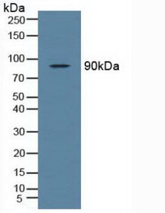 Polyclonal Antibody to TANK Binding Kinase 1 (TBK1)