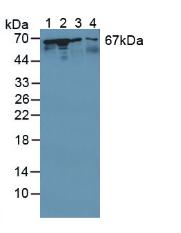 Polyclonal Antibody to Stress Induced Phosphoprotein 1 (STIP1)