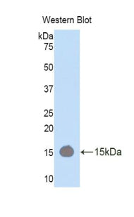 Polyclonal Antibody to RalA Binding Protein 1 (RALBP1)