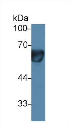Polyclonal Antibody to Prolactin Receptor (PRLR)