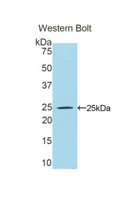 Polyclonal Antibody to Peroxisome Proliferator Activated Receptor Gamma Coactivator 1 Alpha (PPARgC1a)
