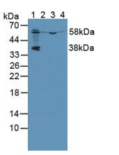 Polyclonal Antibody to Prenylcysteine Oxidase 1 (PCYOX1)