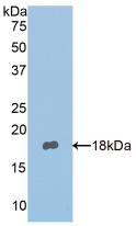 Polyclonal Antibody to Nephronectin (NPNT)