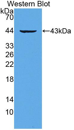 Polyclonal Antibody to Myotrophin (MTPN)