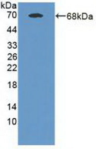 Polyclonal Antibody to Mannosidase Alpha Class 1A Member 1 (MAN1A1)