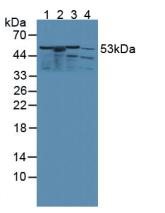 Polyclonal Antibody to Kynurenine-3-Monooxygenase (KMO)