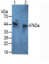 Polyclonal Antibody to Inter Alpha-Globulin Inhibitor H5 (ITIH5)