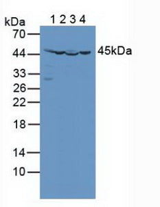 Polyclonal Antibody to Isocitrate Dehydrogenase 2, mitochondrial (IDH2)