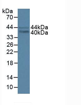 Polyclonal Antibody to FOS Like Antigen 1 (FOSL1)