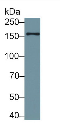 Polyclonal Antibody to Early Endosome Antigen 1 (EEA1)