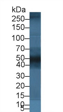 Polyclonal Antibody to Biglycan (BGN)