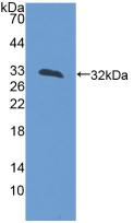 Polyclonal Antibody to Lactase (LCT)