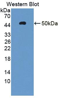 Polyclonal Antibody to Aryl Hydrocarbon Receptor Repressor (AHRR)