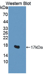 Polyclonal Antibody to H2A Histone Family, Member V (H2AFV)