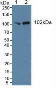 Polyclonal Antibody to Phosphoinositide-3-Kinase Class 3 (PIK3C3)