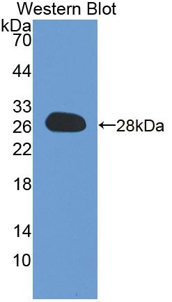 Polyclonal Antibody to DnaJ/HSP40 Homolog Subfamily C, Member 12 (DNAJC12)