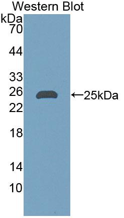 Polyclonal Antibody to NODAL Modulator 1 (NOMO1)