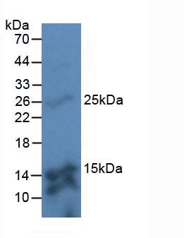 Polyclonal Antibody to Transmembrane Protein 27 (TMEM27)