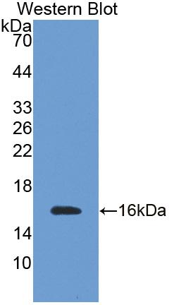 Polyclonal Antibody to Transmembrane Protein 27 (TMEM27)